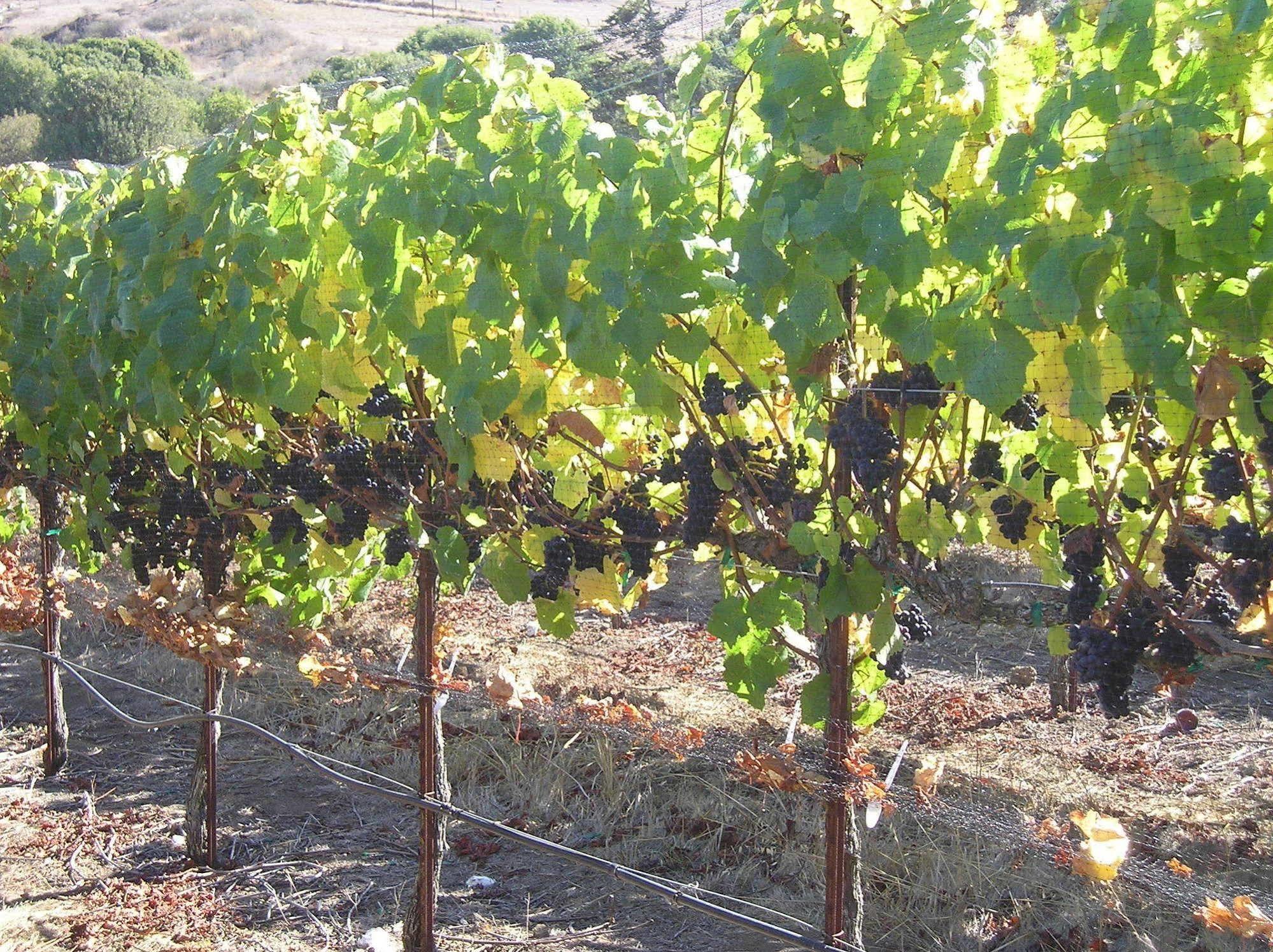 Point Reyes Vineyard Inn California City Extérieur photo